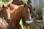 pferdefotos deutsches_reitpony