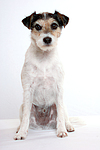hundefotos parson_russell_terrier