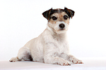 hundefotos parson_russell_terrier