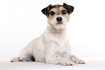 hundefotos parson_russell_terrier