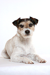 hundefotos parson_russell_terrier