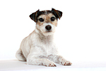 hundefotos parson_russell_terrier