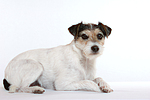 hundefotos parson_russell_terrier