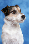 hundefotos parson_russell_terrier