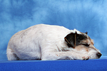 hundefotos parson_russell_terrier