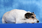 hundefotos parson_russell_terrier