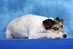 hundefotos parson_russell_terrier