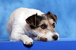 hundefotos parson_russell_terrier
