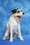 hundefotos parson_russell_terrier