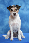 hundefotos parson_russell_terrier