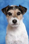 hundefotos parson_russell_terrier