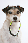 hundefotos parson_russell_terrier