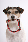 hundefotos parson_russell_terrier