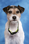hundefotos parson_russell_terrier