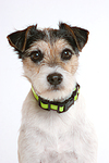 hundefotos parson_russell_terrier