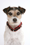hundefotos parson_russell_terrier