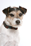 hundefotos parson_russell_terrier