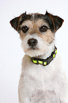 hundefotos parson_russell_terrier