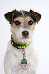hundefotos parson_russell_terrier