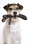 hundefotos parson_russell_terrier