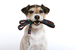 hundefotos parson_russell_terrier