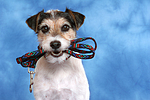 hundefotos parson_russell_terrier
