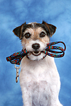 hundefotos parson_russell_terrier