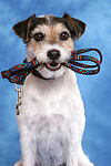 hundefotos parson_russell_terrier