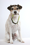 hundefotos parson_russell_terrier