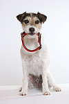 hundefotos parson_russell_terrier