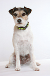 hundefotos parson_russell_terrier