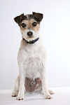 hundefotos parson_russell_terrier