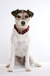 hundefotos parson_russell_terrier