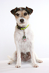 hundefotos parson_russell_terrier