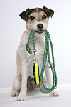 hundefotos parson_russell_terrier