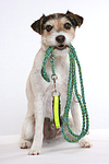 hundefotos parson_russell_terrier