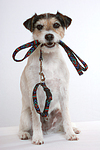 hundefotos parson_russell_terrier