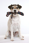 hundefotos parson_russell_terrier