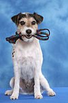 hundefotos parson_russell_terrier