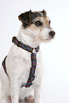 hundefotos parson_russell_terrier