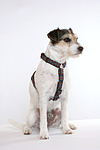 hundefotos parson_russell_terrier