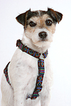 hundefotos parson_russell_terrier