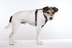 hundefotos parson_russell_terrier