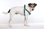 hundefotos parson_russell_terrier
