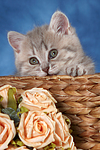 katzenfotos britisch_kurzhaar