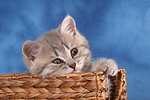 katzenfotos britisch_kurzhaar