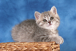 katzenfotos britisch_kurzhaar
