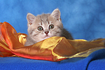 katzenfotos britisch_kurzhaar