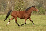pferdefotos deutsches_reitpony