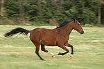 pferdefotos deutsches_reitpony